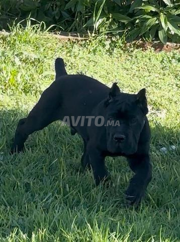 جراء كان كورسو بـ بيديجري - 2