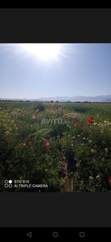 Terrain titré 1 hectare à proximité de goudronnée