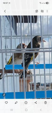 أنثى حسون جاهزة للإنتاج - 2