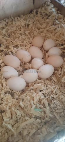 بيض طبيعي صالح للأكل والتفقيس - 2