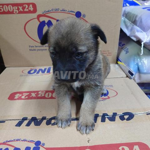 مالينوا بلجيكي