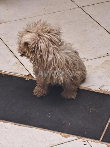 جرو كانيش مالطي - 2