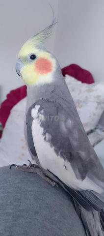 أوسكار زوين - 2