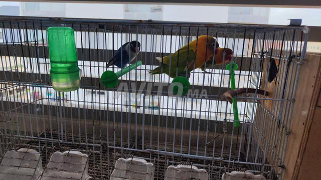 3 إينسيبرابلز و قفص - 2