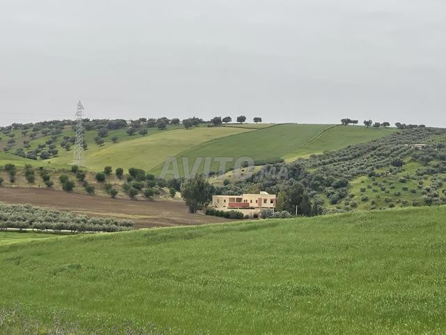 Ferme 16 ha avec maison près de Meknès 20 km