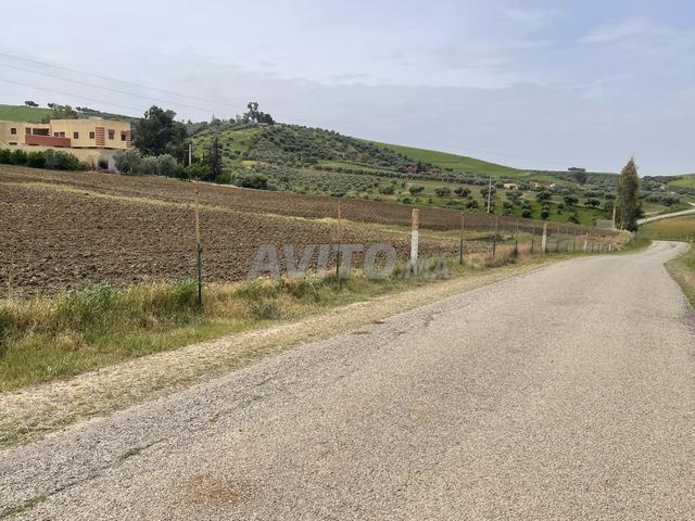 مزرعة 16 هكتار مع منزل بالقرب من مكناس 20 كم