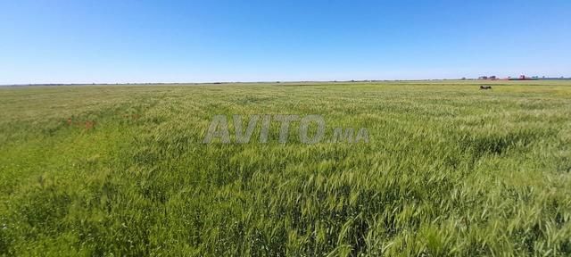 Terrain agricole à Oulad Said - 2