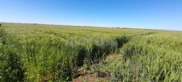 Terrain agricole à Oulad Said