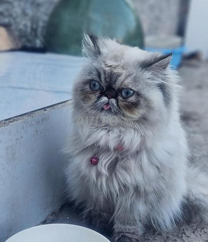 بلون أزرق فارسي وجه بيكي - 2