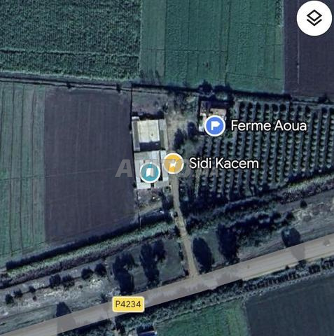 حظيرة أبقار حلوب - 2