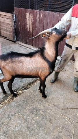 ماعز الألبين - 2