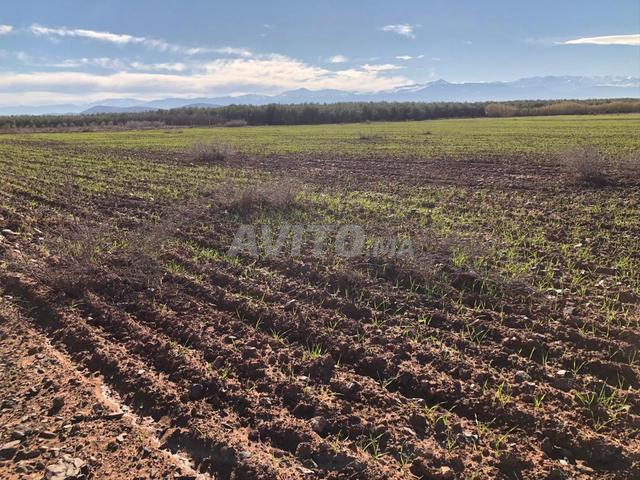 Terrain 2 ha 1700 m² près Marrakech - 2