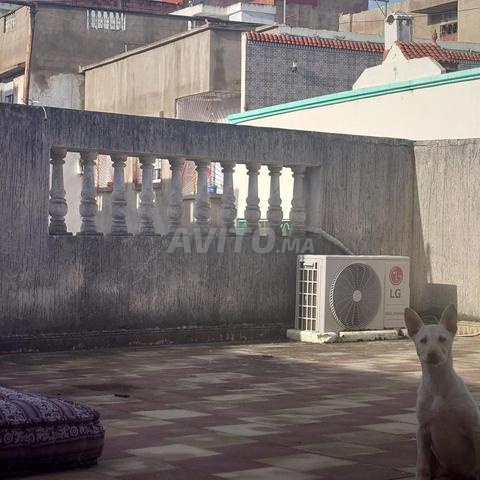 مزيج بين المالينوا والراعي السويسري - 2