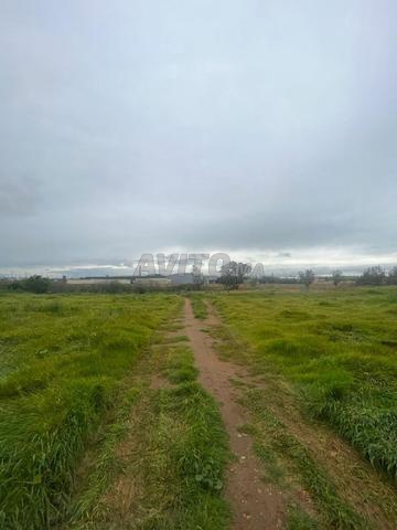 مزرعة فلاحية 17 هكتار – أولاد حريز - 2