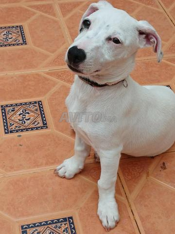 جاك راسل أبيض - 2