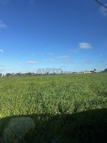 بقعة أرضية للبيع بـ سيدي رحال الشاطئ - 2