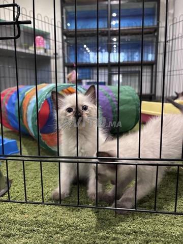 قطة راغدول صغيرة - 2