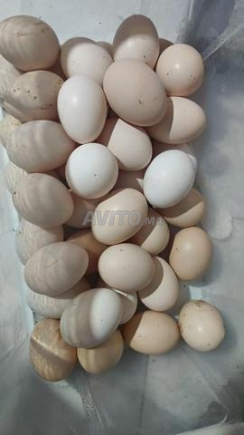 بيض مخصب ١٠٠٪ - 2