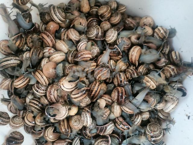 حلزون 🐌🐌🐌🐌🐌🐌🐌🐌 - 2