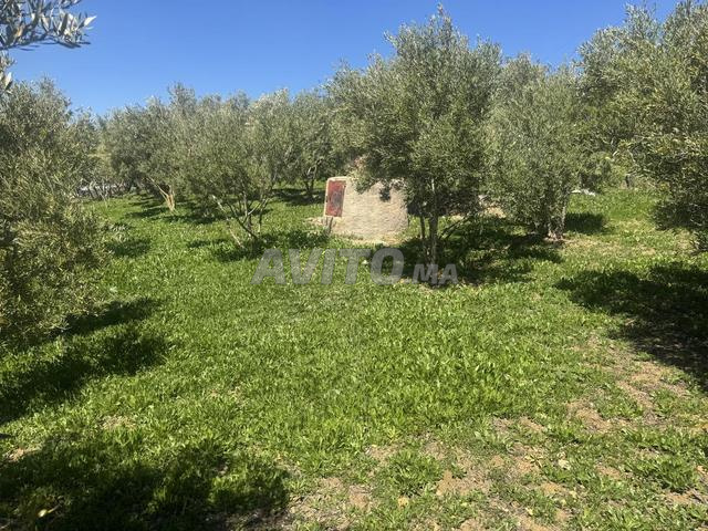 أرض ملكية للبيع - 2