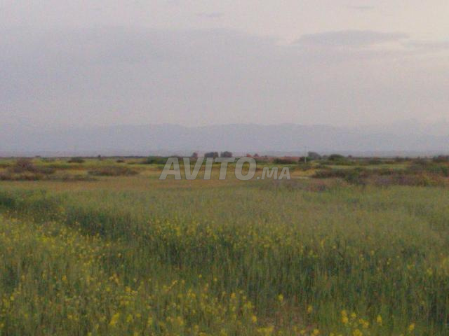 أرض فلاحية بها منزل مزود بالماء والكهرباء - 2