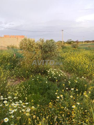 Terre agricole avec maison équipée en eau et électricité