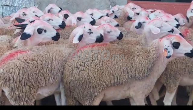 صردية أصيلة مليحة للبيع