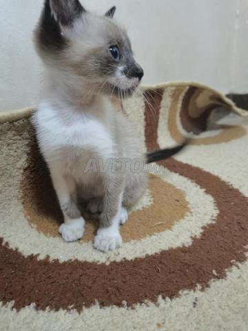 قطة سياميز للبيع - 2