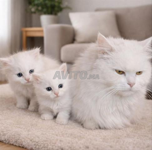 قطط أنجورا فارسي – شهرين – لطيفة جداً - 2
