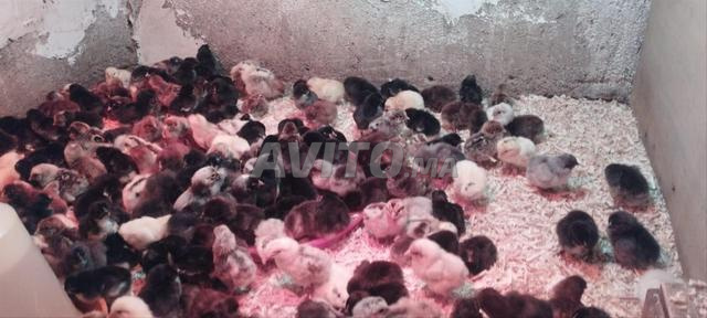 سيدي الزوين لوداية مراكش - 2