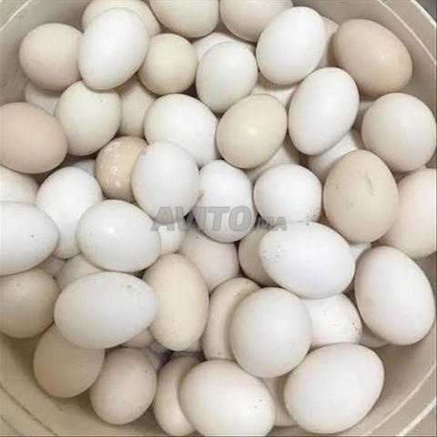 بيض مخصب خليط السلالات - 2