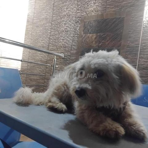 كلب كانيش للبيع - 2