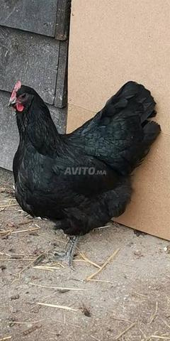 زوج تكاثر أسترالوب - 2