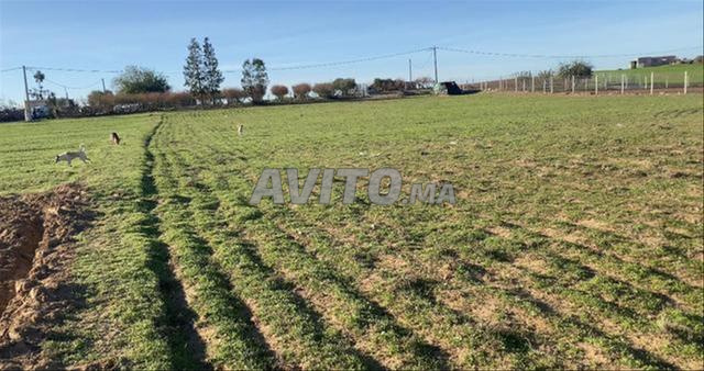 أراضٍ فلاحية محفظة للسكن والاستثمار سيدي رحال - 2