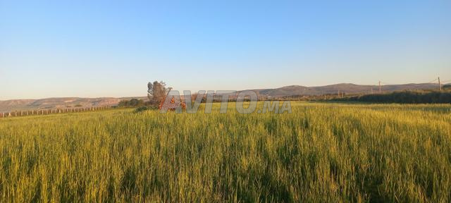 8 هكتارات ممتازة - 2