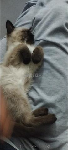 سياموا سياموا - 2