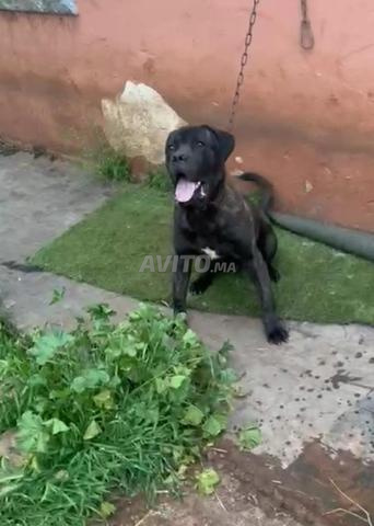 كلب كورسي ذكر - 2