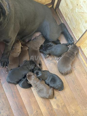 كلاب لابرادور نقية متوفرة 🐶 - 2