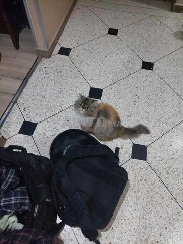 قطة فارسية جميلة للبيع - 2