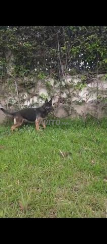 أنثى كلب الراعي الأسود نقية السلالة - 2