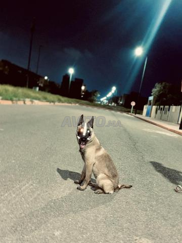 Manilowa Charboni - 2