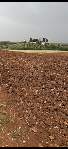 15 هكتار للبيع - 2