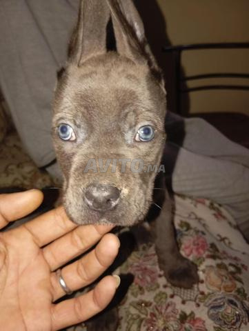 الفيدا مرسولتان - 2