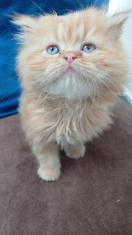 قطط فارسية نقية - رائعة وحنونة - 2