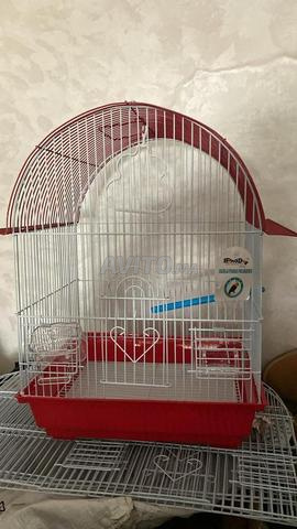 قفص طائر صغير - 2