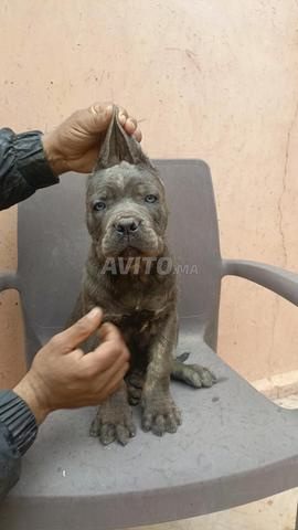 Cane Corso - 2