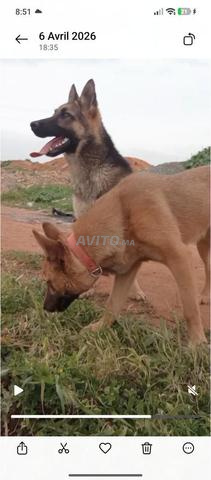 أنثى الراعي الألماني - 2