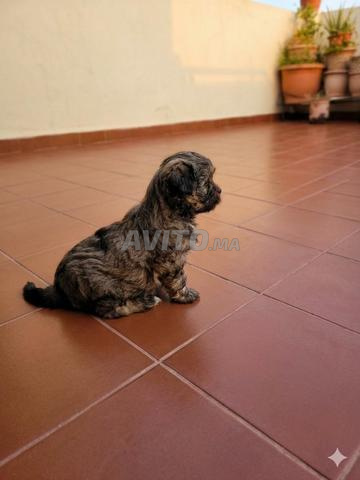 بيشون هافاني - 2