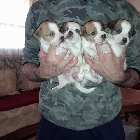 جاك راسل عمره شهرين - 2