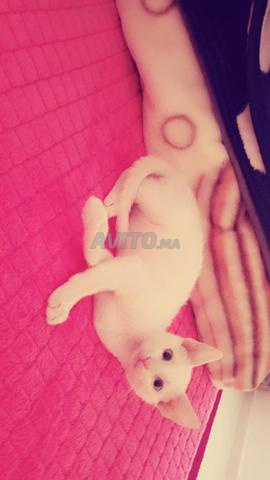 قطة للتبني عمرها ثلاثة أشهر - 2